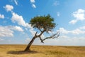 Landscape with nobody tree in Africa Royalty Free Stock Photo