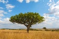 Landscape with nobody tree in Africa Royalty Free Stock Photo