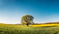 Beautiful landscape with oak tree in green-yellow spring fields. Bright blue sky Royalty Free Stock Photo