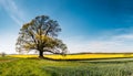 Beautiful landscape with oak tree in green-yellow spring fields. Bright blue sky Royalty Free Stock Photo