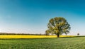 Beautiful landscape with oak tree in green-yellow spring fields. Bright blue sky Royalty Free Stock Photo