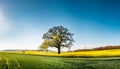 Beautiful landscape with oak tree in green-yellow spring fields. Bright blue sky Royalty Free Stock Photo