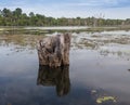 Beautiful landscape in the Okavango swamps Royalty Free Stock Photo