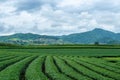 Beautiful landscape of oolong tea plantations on the hills background in cloudy weather in Singha Park Royalty Free Stock Photo