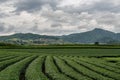 Beautiful landscape of oolong tea plantations on the hills background n Singha Park, Thailand Royalty Free Stock Photo