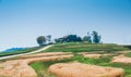 Beautiful landscape of Oolong tea plantations on the hills in Singha Park Royalty Free Stock Photo