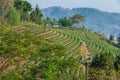 Beautiful landscape of Oolong tea plantations on the hills in Singha Park Royalty Free Stock Photo