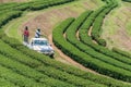 Beautiful landscape of Oolong tea plantations on the hills in Singha Park Royalty Free Stock Photo