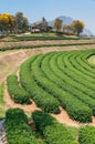 Beautiful landscape of Oolong tea plantations on the hills in Singha Park