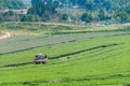 Beautiful landscape of Oolong tea plantations on the hills in Singha Park Royalty Free Stock Photo