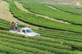 Beautiful landscape of Oolong tea plantations on the hills in Singha Park Royalty Free Stock Photo