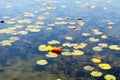 Beautiful landscape with origami boat. Paper boat in a pond with lilies on the water and reflections of lilies Royalty Free Stock Photo