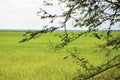 Beautiful landscape of paddy fields or rice plants growing through a tree branch. Tamarind Tree branches and green leaves