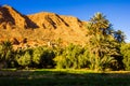 Beautiful landscape of palm oasis close to Tinghir, Morocco, Afr