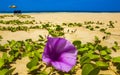 Beautiful landscape panorama flower sand Bentota Beach on Sri Lanka