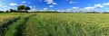 Landscape Panorama of Rye Fields on Summer Day, Lower Rhine, North Rhine-Westphalia, Germany