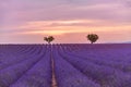 Tranquil summer meadow nature. Spring and summer lavender flowers field under warm sunset light. Inspirational nature Royalty Free Stock Photo