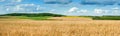 landscape panoramic view of wheat field, ears and yellow and green hills Royalty Free Stock Photo