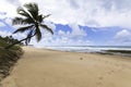 Beautiful landscape in paradise beach with lone coconut in Bahia Brazil Royalty Free Stock Photo