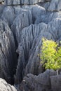 Great tsingy park in bekopaka in madagascar