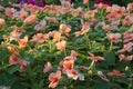 Beautiful landscape of peach colored flowers growing in a lush Thai garden park.