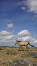 Beautiful landscape at Persaudaraan hill with horse, sumba island, Indonesia Royalty Free Stock Photo