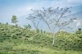 Peshok tea garden, Darjeeling, West Bengal, India Royalty Free Stock Photo