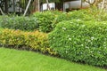 Beautiful landscape, pettie white petals of Gerdenia Crape Jasmine, red flowering Peregrina, purple color Britton`s wild petunia