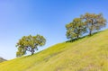 Beautiful landscape photos in the spring in California. With lush green hills, Green shrubs and trees, beautiful purple and orange Royalty Free Stock Photo