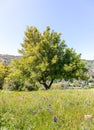 Beautiful landscape photos in the spring in California. With lush green hills, Green shrubs and trees, beautiful purple and orange Royalty Free Stock Photo