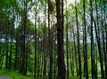 Beautiful landscape Pine tree in the morning time