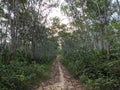 beautiful landscape plantation area