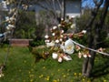 Beautiful landscape with plum tree in bloom. Spring in Lithuania. Royalty Free Stock Photo