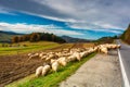 Beautiful landscape of Podhale with a herd of sheep near the Tatra Mountains. Poland Royalty Free Stock Photo