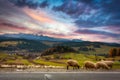 Beautiful landscape of Podhale with a herd of sheep near the Tatra Mountains. Poland Royalty Free Stock Photo