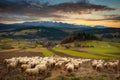 Beautiful landscape of Podhale with a herd of sheep near the Tatra Mountains. Poland Royalty Free Stock Photo