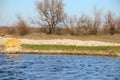 Beautiful landscape with pond and green shore.