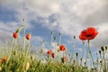Beautiful landscape with poppies and a blue sky with clouds in springtime