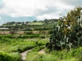 Beautiful landscape with prickly pear cactus and road trail somewere between Mosta and Burmarrad, Malta