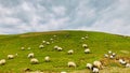 The beautiful landscape of Qinghai, the goats grazing on the grassland Royalty Free Stock Photo