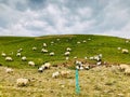 The beautiful landscape of Qinghai, the goats grazing on the grassland Royalty Free Stock Photo