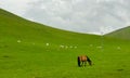 The beautiful landscape of Qinghai, the goats and the horse grazing on the grassland Royalty Free Stock Photo