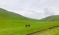 The beautiful landscape of Qinghai, the goats and the horse grazing on the grassland Royalty Free Stock Photo