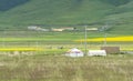 Beautiful landscape in qinghai lake:cole flower and nomad camp on the grassland in western of China Royalty Free Stock Photo