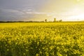 Beautiful landscape - field during the sunset Royalty Free Stock Photo