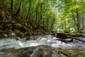 flow among mossy rocks in the fores in springtime