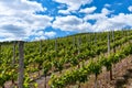 Vineyards in the Ahr valley on a beautiful summer day