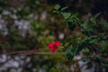 A beautiful landscape of red Hawaiian Hibiscus flower Royalty Free Stock Photo