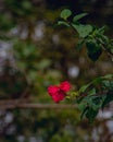 A beautiful landscape of red Hawaiian Hibiscus flower Royalty Free Stock Photo