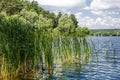 Beautiful landscape of reeds, lake and blue sky, summer day. Royalty Free Stock Photo